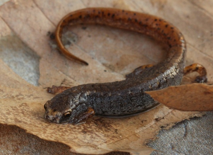 Four-toed Salamander